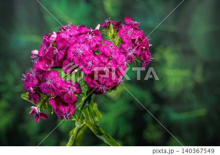 Rich Magenta Sweet William Dianthus Flowers on Green Background 140367549