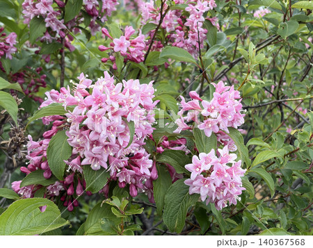 蔵王の山中に咲くタニウツギのピンク色の花枝 蔵王の山中に咲くタニウツギのピンク色の花枝 140367568
