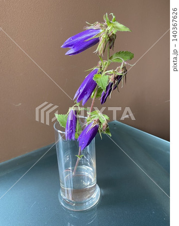 機械学習用の切り花 群馬県産蛍ブクロ 機械学習用の切り花 群馬県産蛍ブクロ 140367626