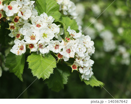 Close-up of White Hawthorn Blossoms Close-up of White Hawthorn Blossoms 140367642