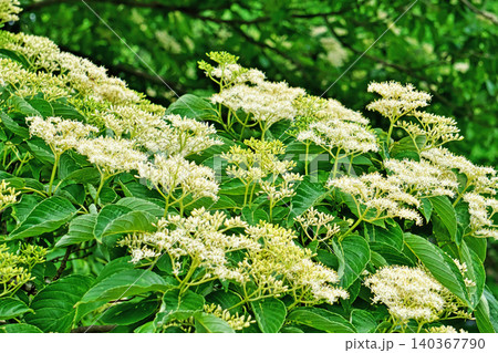白いクマノミズキの花(夏、六月) 白いクマノミズキの花(夏、六月) 140367790