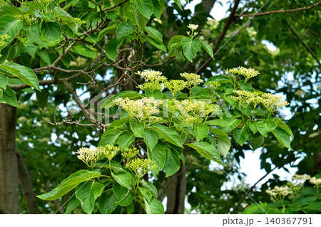 白いクマノミズキの花(夏、六月) 白いクマノミズキの花(夏、六月) 140367791