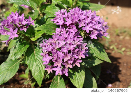 花壇に咲く紫色のペンタスの花 花壇に咲く紫色のペンタスの花 140367903