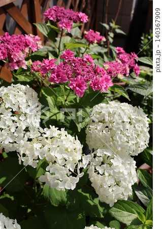 アナベルとピンク色の八重咲き紫陽花 140367909
