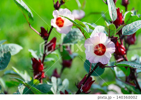 Roselle flowers white petals deep red centers growing among vibrant red calyxes green foliage natural garden setting Roselle flowers white petals deep red centers growing among vibrant red calyxes green foliage natural garden setting 140368002
