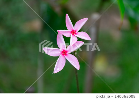 Delicate pink star shaped flowers fresh dew drops against soft green bokeh background showcasing natural floral beauty botanical elegance Delicate pink star shaped flowers fresh dew drops against soft green bokeh background showcasing natural floral beauty botanical elegance 140368009