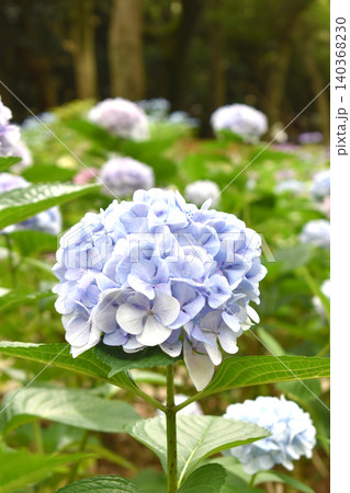 紫陽花畑の一輪の薄青の紫陽花下 140368230
