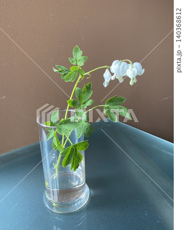 機械学習用の切り花 　群馬県産鯛釣り草 [白色] 140368612
