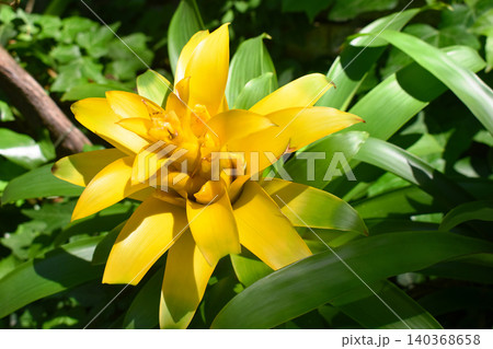Vibrant yellow bromelia guzmania flower blooming in a tropical garden under sunlight. Vibrant yellow bromelia guzmania flower blooming in a tropical garden under sunlight. 140368658
