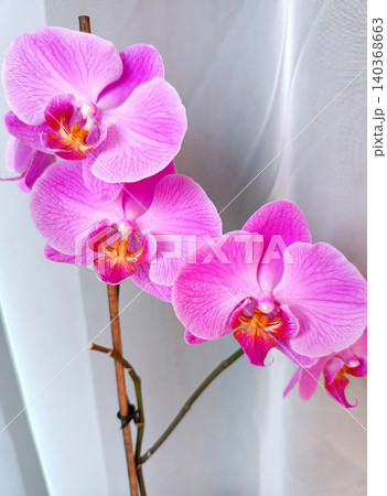 Close-up of a beautiful pink phalaenopsis orchid (moth orchid) in bloom against a white tulle curtain. 140368663