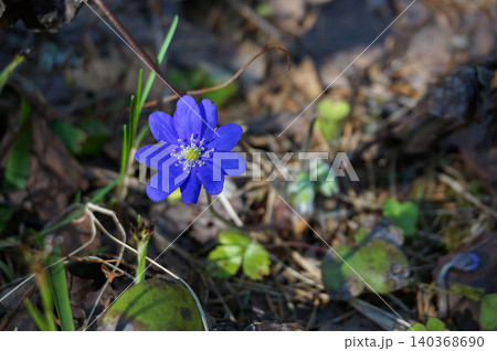 Collection of beautiful seasonal wildflowers, from bright summer peonies to early spring liverworts. Collection of beautiful seasonal wildflowers, from bright summer peonies to early spring liverworts. 140368690