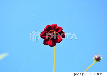 初夏の青空に咲くチョコレートコスモスの花 初夏の青空に咲くチョコレートコスモスの花 140368949