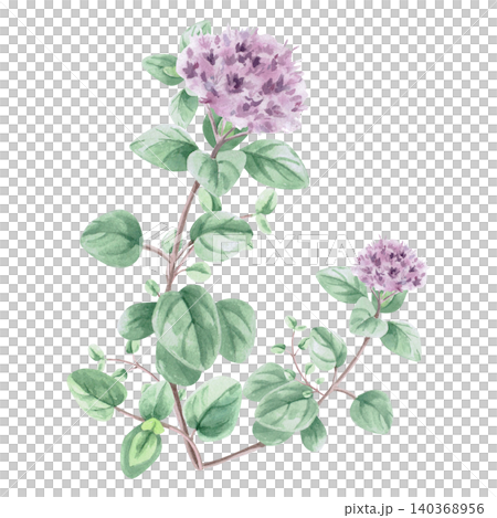A flowering oregano bush. This isolated watercolor illustration is suitable for menu design, tea brands, spice labels, postcard design, and apparel printing. A flowering oregano bush. This isolated watercolor illustration is suitable for menu design, tea brands, spice labels, postcard design, and apparel printing. 140368956