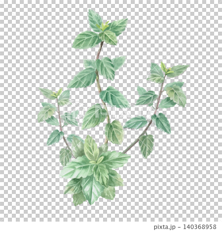 Mint bush. This isolated watercolor illustration is perfect for cafe menus, beverages, product packaging, postcards, websites, social media, and textile prints. Mint bush. This isolated watercolor illustration is perfect for cafe menus, beverages, product packaging, postcards, websites, social media, and textile prints. 140368958