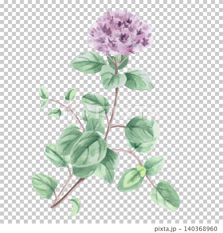 A watercolor drawing of a branch of oregano with a flower. This isolated illustration is suitable for menu design, tea brands, spice labels, postcard designs, and apparel printing. A watercolor drawing of a branch of oregano with a flower. This isolated illustration is suitable for menu design, tea brands, spice labels, postcard designs, and apparel printing. 140368960
