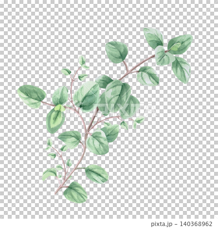 A branch of oregano. This isolated watercolor illustration is suitable for menu design, tea brands, spice labels, postcard designs, and apparel printing. A branch of oregano. This isolated watercolor illustration is suitable for menu design, tea brands, spice labels, postcard designs, and apparel printing. 140368962