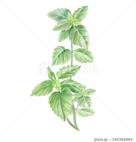 A branch of lemon balm. This isolated watercolor illustration is perfect for cafe menus, beverages, product packaging, postcards, websites, social media, and textile prints. A branch of lemon balm. This isolated watercolor illustration is perfect for cafe menus, beverages, product packaging, postcards, websites, social media, and textile prints. 140368964