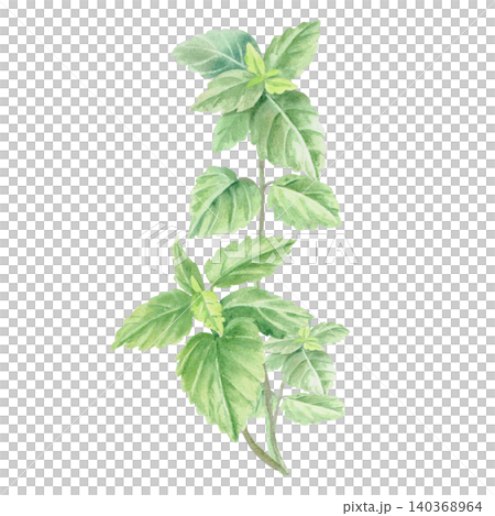 A branch of lemon balm. This isolated watercolor illustration is perfect for cafe menus, beverages, product packaging, postcards, websites, social media, and textile prints. 140368964