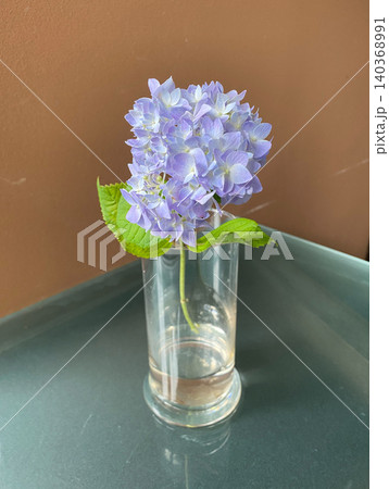 機械学習用の切り花 　山口県産紫陽花 [ハイドランジア] 140368991