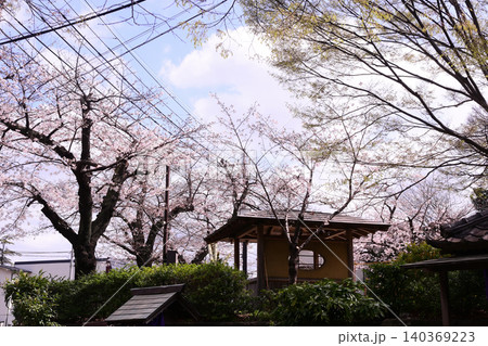 春の亥鼻公園 千葉県千葉市 春の亥鼻公園 千葉県千葉市 140369223