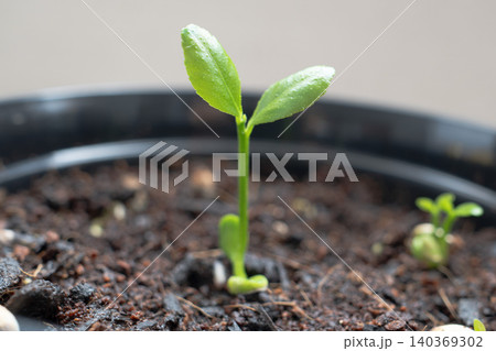 土に植えて発芽したばかりの綺麗なレモンの本葉のクローズアップ 140369302