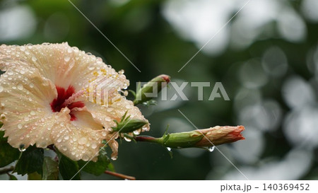 雨粒をまとったハイビスカスの花 雨粒をまとったハイビスカスの花 140369452