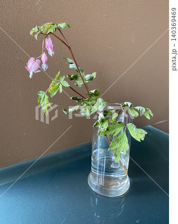 機械学習用の切り花 　枯れ始めた鯛釣り草 [赤色] 140369469