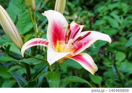 白とピンクのグラデーションが美しいユリの花 白とピンクのグラデーションが美しいユリの花 140369809