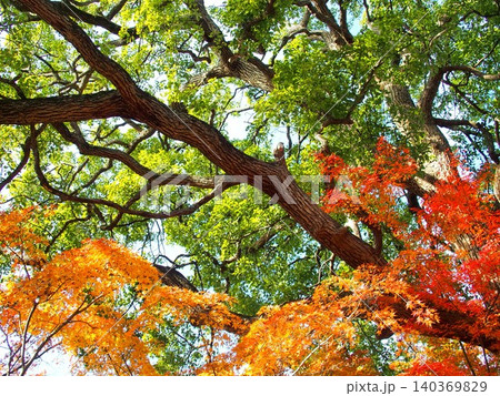 冬の寺境内の紅葉のモミジと楠木風景 冬の寺境内の紅葉のモミジと楠木風景 140369829