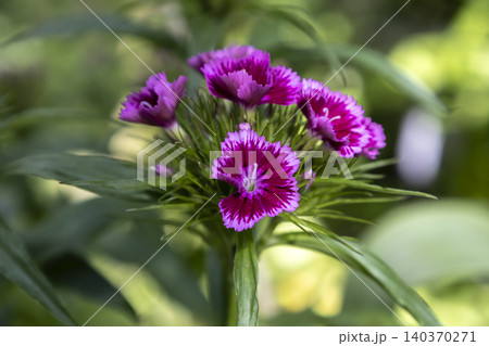Sweet william dianthus barbatus purple flowers blooming in the garden. Close-up of a cluster of bright purple Sweet William (Dianthus barbatus) flowers blooming on a green stem against a soft-focus 140370271