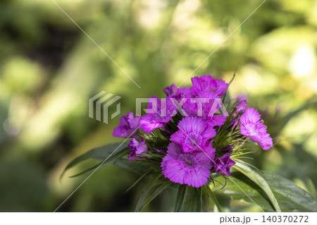 Sweet william dianthus barbatus purple flowers blooming in the garden. Close-up of a cluster of bright purple Sweet William (Dianthus barbatus) flowers blooming on a green stem against a soft-focus 140370272