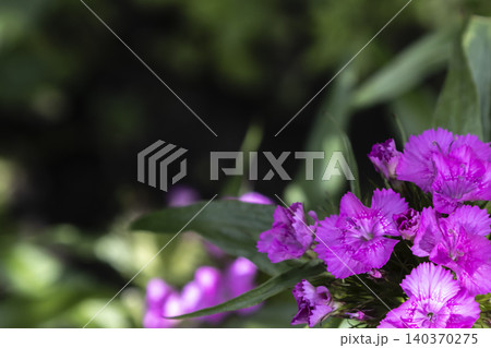 Sweet william dianthus barbatus purple flowers blooming in the garden. Close-up of a cluster of bright purple Sweet William (Dianthus barbatus) flowers blooming on a green stem against a soft-focus Sweet william dianthus barbatus purple flowers blooming in the garden. Close-up of a cluster of bright purple Sweet William (Dianthus barbatus) flowers blooming on a green stem against a soft-focus 140370275