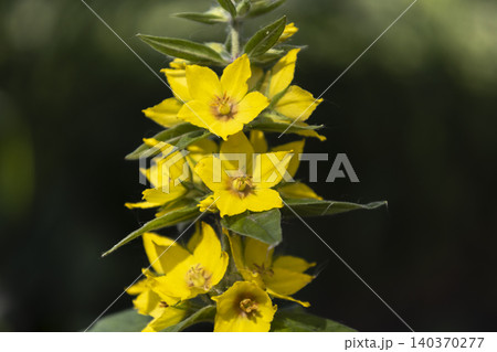 Yellow loosestrife (Lysimachia vulgaris) flowers blooming in a sunny garden. Close-up of bright yellow dotted loosestrife blossoms on a green stem against a dark soft blurred background. Yellow loosestrife (Lysimachia vulgaris) flowers blooming in a sunny garden. Close-up of bright yellow dotted loosestrife blossoms on a green stem against a dark soft blurred background. 140370277