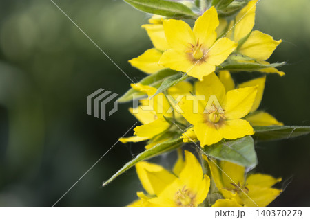 Yellow loosestrife (Lysimachia vulgaris) flowers blooming in a sunny garden. Close-up of bright yellow dotted loosestrife blossoms on a green stem against a dark soft blurred background. Yellow loosestrife (Lysimachia vulgaris) flowers blooming in a sunny garden. Close-up of bright yellow dotted loosestrife blossoms on a green stem against a dark soft blurred background. 140370279
