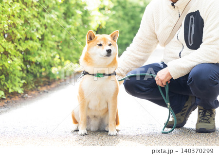 お散歩をしている柴犬 お散歩をしている柴犬 140370299