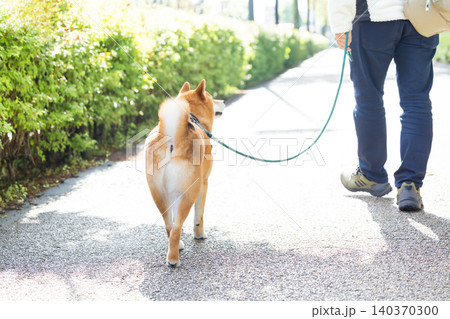 お散歩をしている柴犬 140370300
