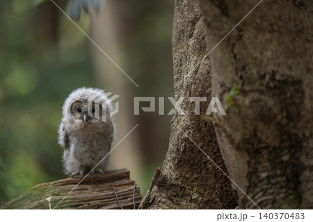 森の中で静かに佇むフクロウのヒナ 森の中で静かに佇むフクロウのヒナ 140370483