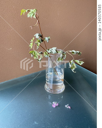 機械学習用の切り花 　枯れた鯛釣り草 [赤色] 140370585