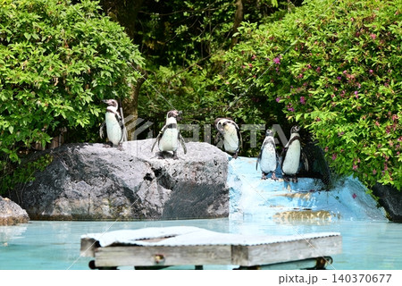 初夏のまぶしい陽射しを浴びるフンボルトペンギン 140370677