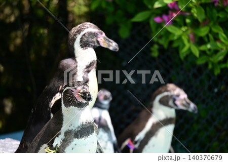 初夏のまぶしい陽射しを浴びるフンボルトペンギン 140370679