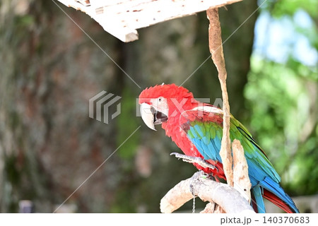 鮮やかな赤と青の羽毛が美しいベニコンゴウインコ 140370683