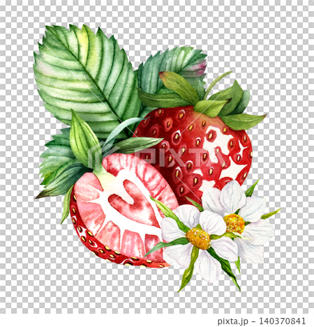 Watercolor strawberry with slice flowers and leaves composition, hand painted ripe berry Watercolor strawberry with slice flowers and leaves composition, hand painted ripe berry 140370841