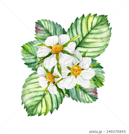 Watercolor strawberry flowers with green leaves composition, hand painted botanical garden plant Watercolor strawberry flowers with green leaves composition, hand painted botanical garden plant 140370843