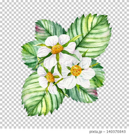 Watercolor strawberry flowers with green leaves composition, hand painted botanical garden plant Watercolor strawberry flowers with green leaves composition, hand painted botanical garden plant 140370843