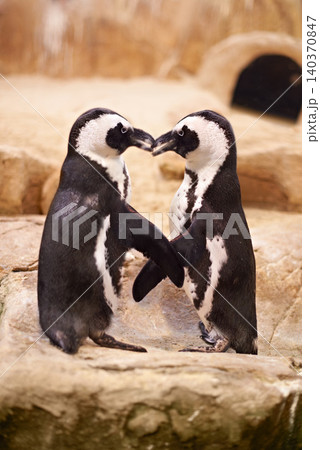 Animal, penguin and kissing at sea rocks for bonding with touch, together and affection at beach in New Zealand. Nature, boulders and marine with tap for love to socialize at aquarium and friendship Animal, penguin and kissing at sea rocks for bonding with touch, together and affection at beach in New Zealand. Nature, boulders and marine with tap for love to socialize at aquarium and friendship 140370847