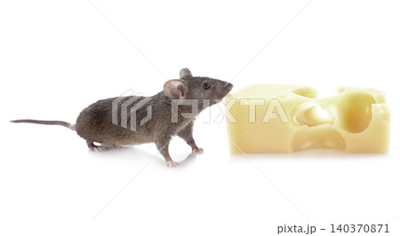 mouse and cheese 140370871
