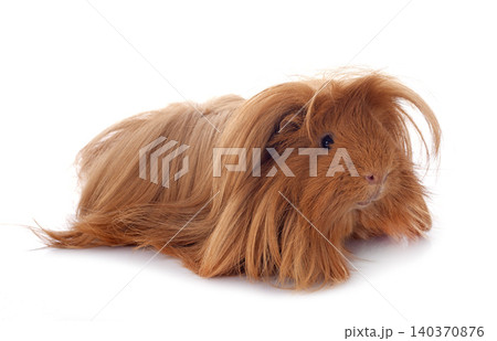 guinea pig in studio guinea pig in studio 140370876
