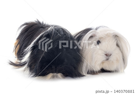 Guinea pigs Guinea pigs 140370881