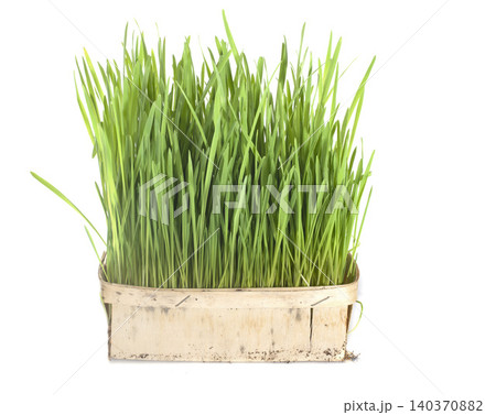 catmint catmint 140370882