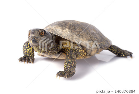 European pond turtle European pond turtle 140370884
